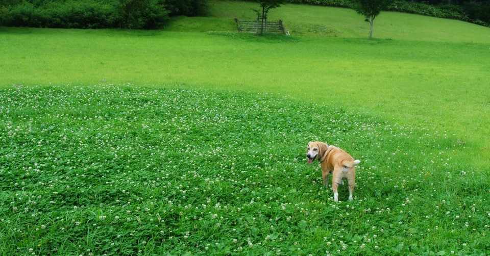 亡くなった愛犬の写真でクッションを作ってみたら 何とも言えない不思議な気持ちになった話 オリデザ Note