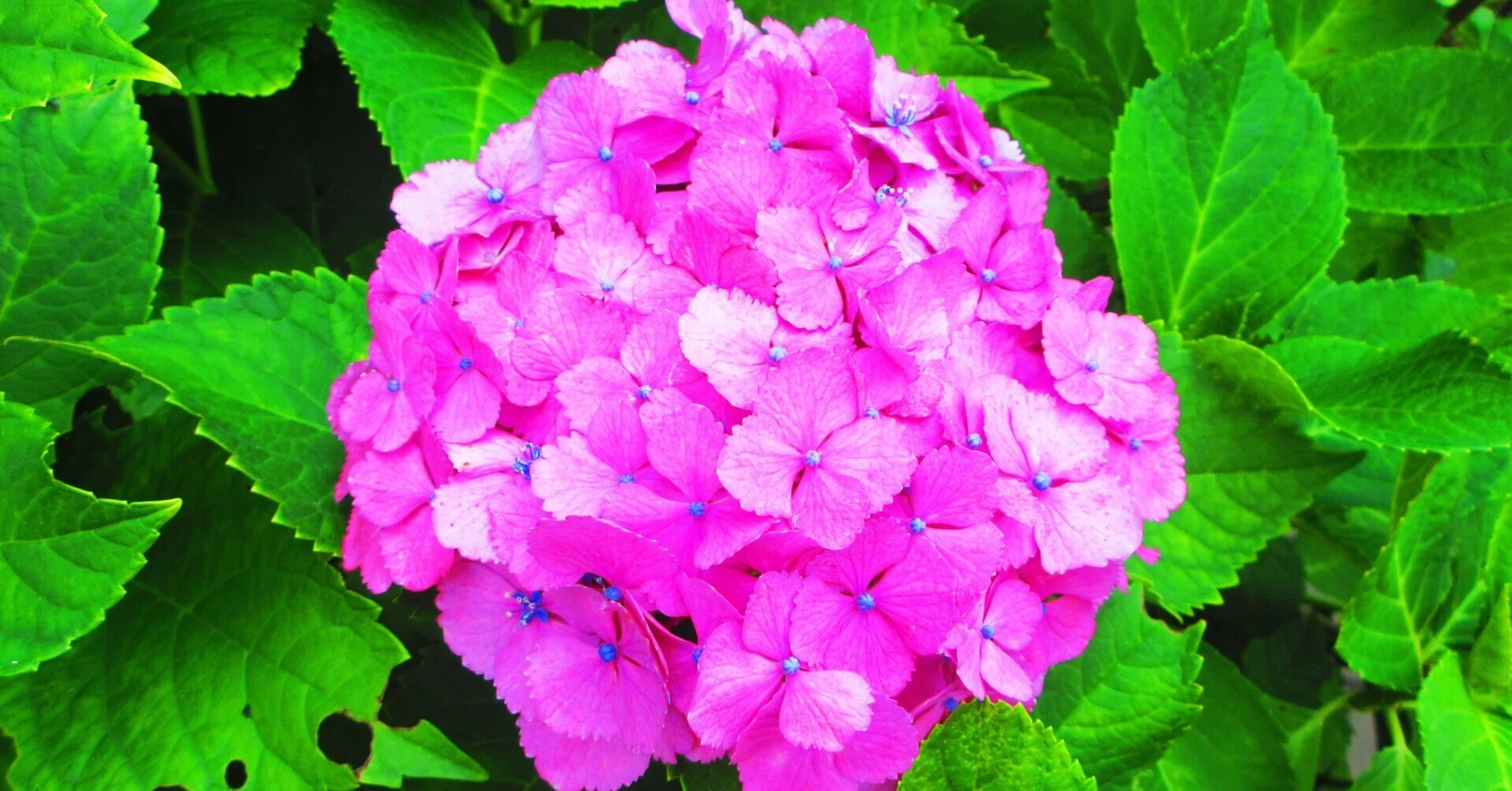 飛鳥山公園の紫陽花（2）｜夏夫