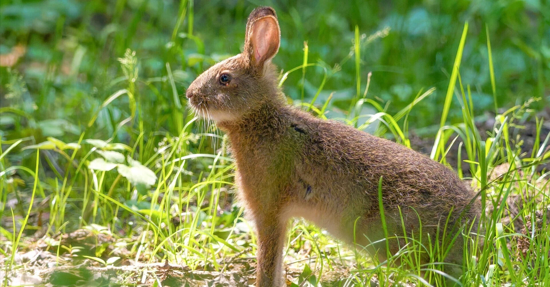 お山の公園の野ウサギ｜Miya