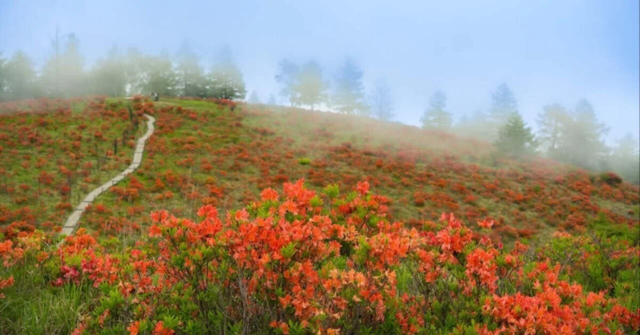 霧の甘利山レンゲツツジ | α7V + SIGMA 20-200mm｜borichan | 旅するカメラ