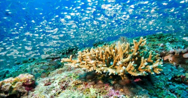 「気候避難地」を探す海図 ~温暖化と白化の時代に守るサンゴ礁の選択~