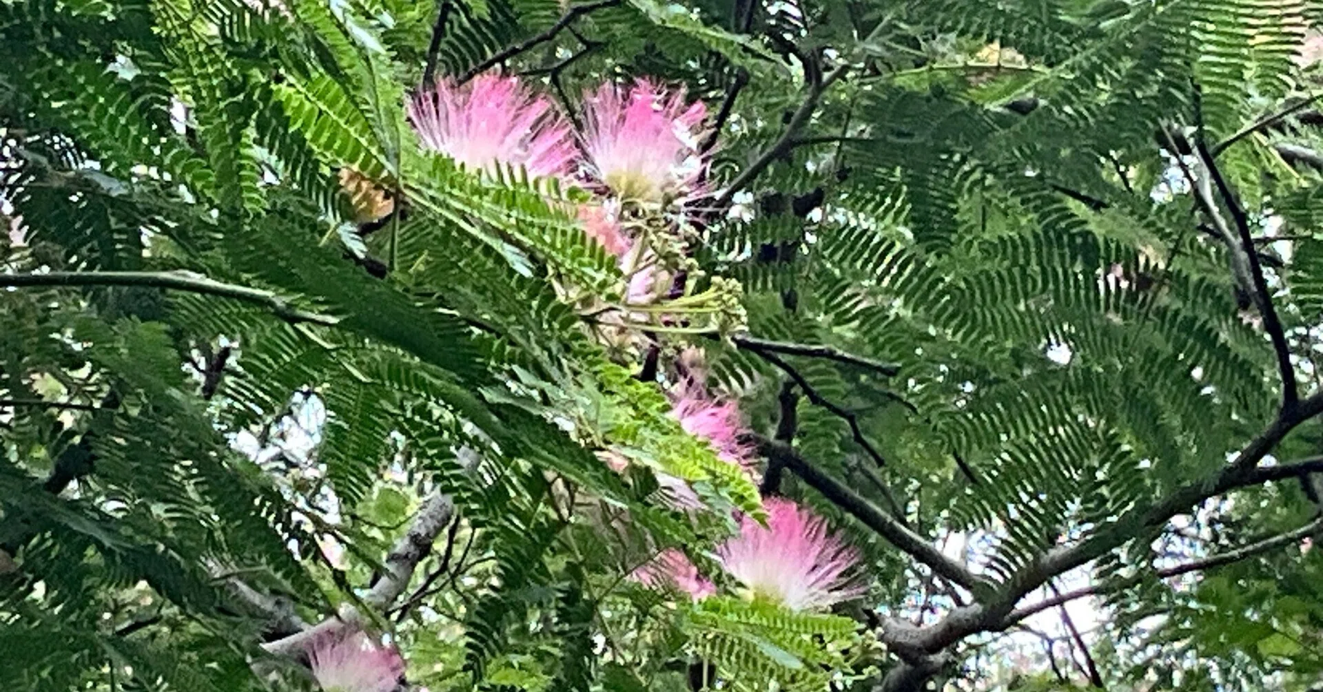 大芝生地南のネムノキの花（京都府立植物園）No.102：2026年6月18日