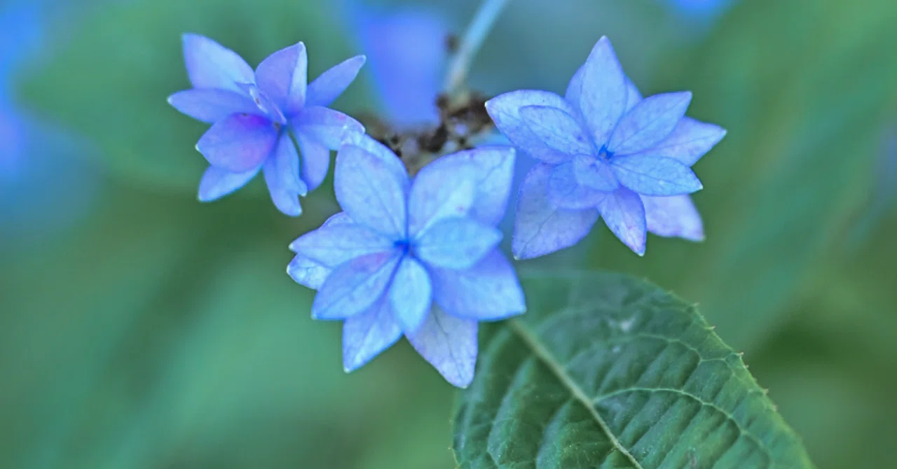 幻の紫陽花「七段花」と再び歩きはじめる｜Floral Rhythm〜花のことば〜