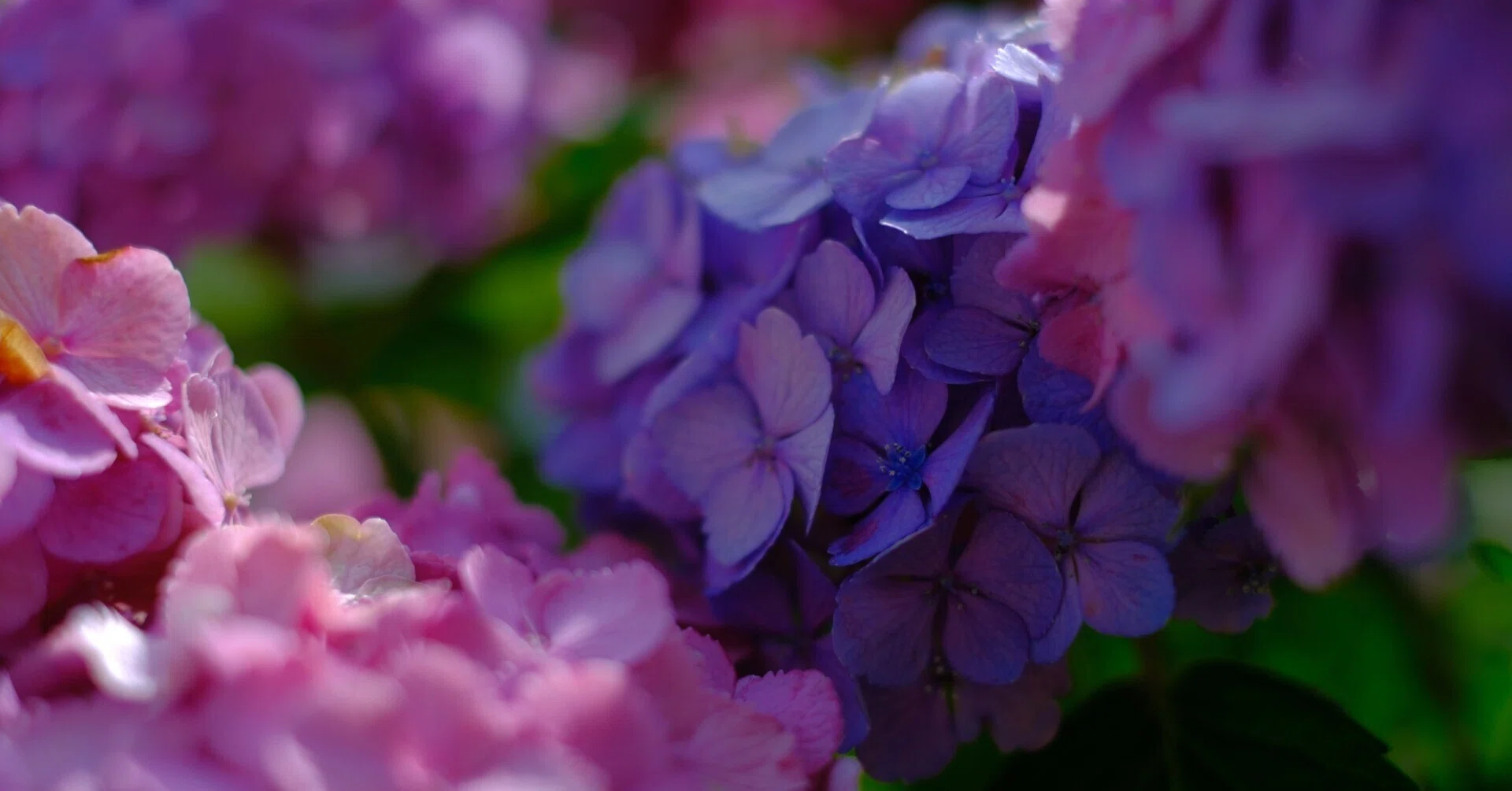 紫陽花を撮りに行きました【X-M5/XF35mmF1.4】｜みっちー