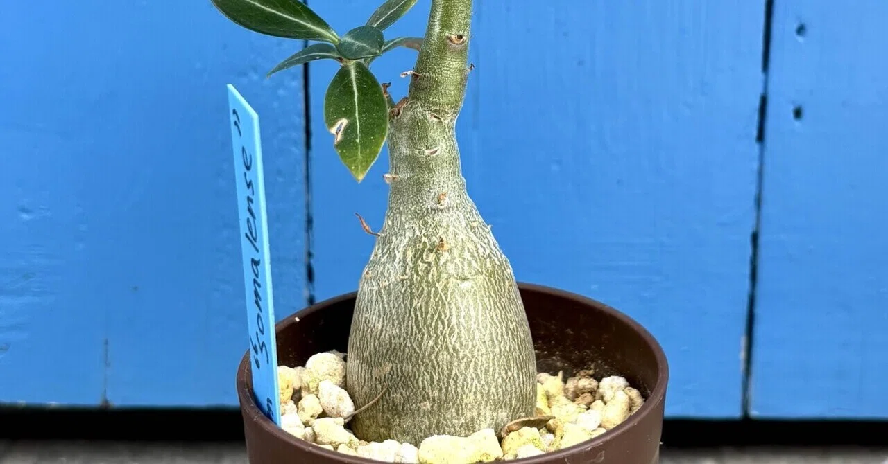 アデニウム|ソマレンセ|ボトル型｜cova 塊根植物に沼った美容師の独り言