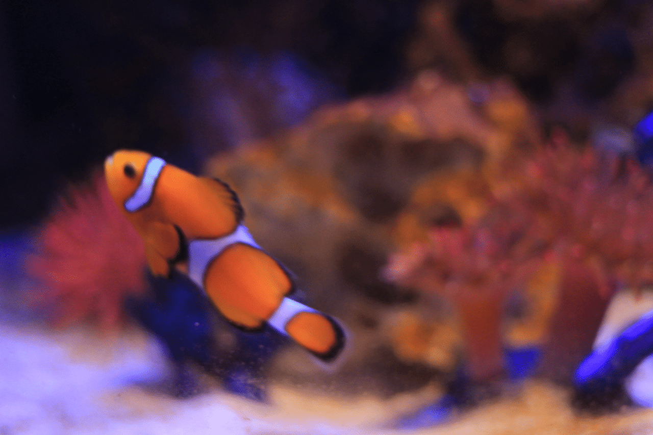 蓼科アミューズメント水族館のはなし 柊 六花 Note