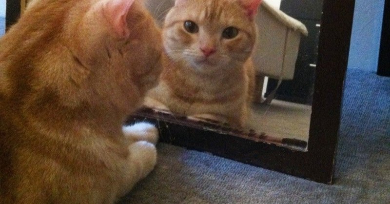 話すことに自信がないと言ってる人が よく見ているもの しばたともこ キャリアコンサルタント note