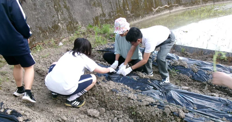 秋の収穫祭に向けサツマイモを植えはじめました！
