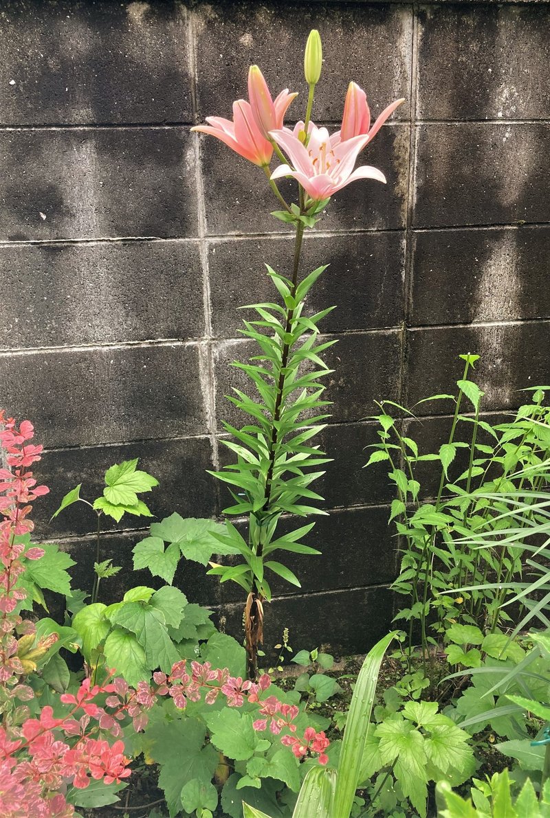 ピンクのユリは 思わせぶり とっ子ちゃん Note