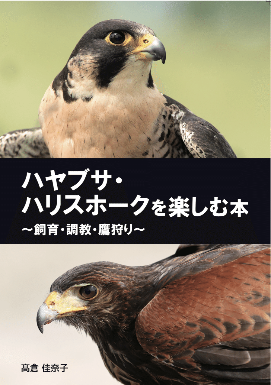 ハヤブサ（猛禽類）の調教でやってはいけないワースト9｜KT
