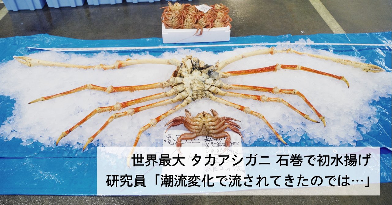 タカアシガニ 石巻初水揚げ 世界最大の甲殻類 珍客に市場で驚きの声 石巻days 未来都市の生き方 Note