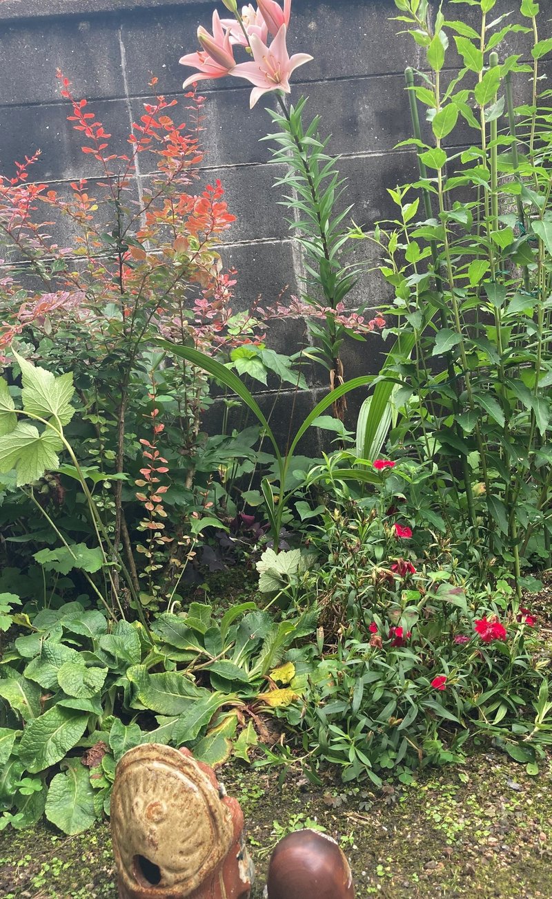 ピンクのユリは 思わせぶり とっ子ちゃん Note