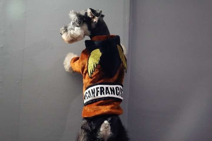 犬服 Ydnebbpet Note 犬服 Ydnebbpet Note