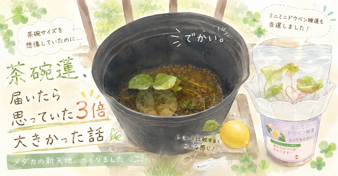 茶碗』とは何だったのか｜星花