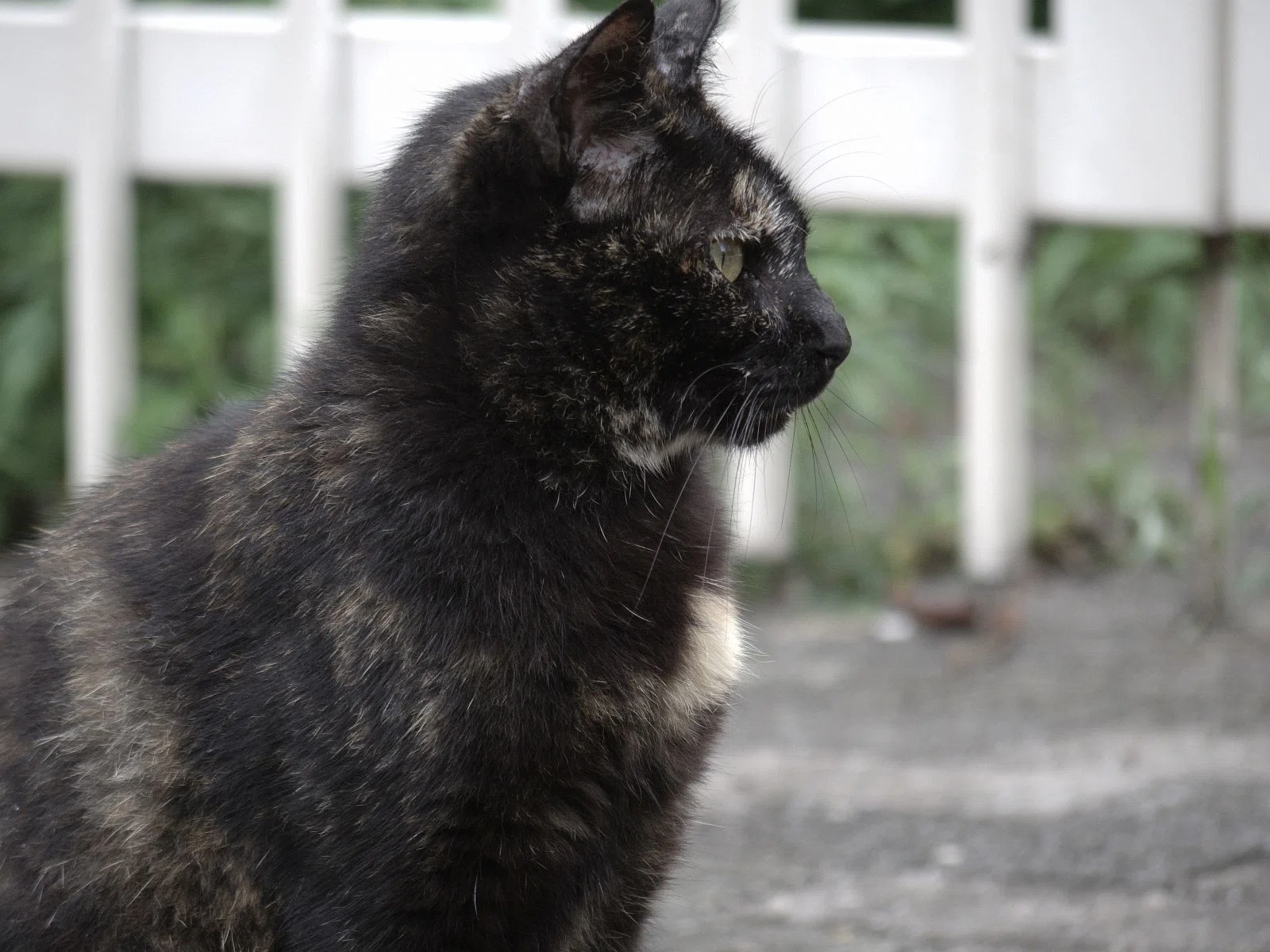 ツキノワネコ (PENTAX Q-S1+ 06 TELEPHOTO ZOOM)｜夢望庵 / Mubou-an