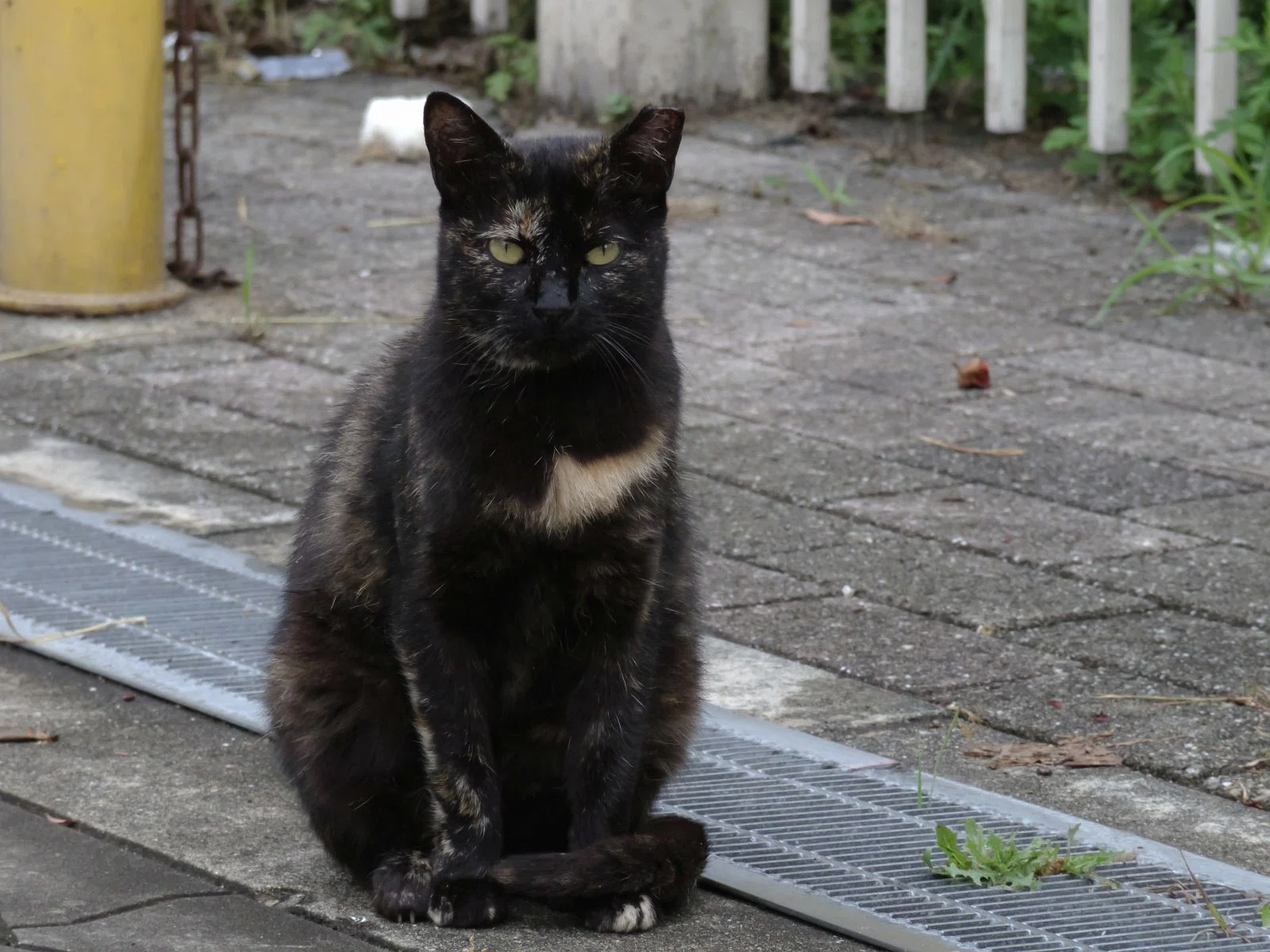 ツキノワネコ (PENTAX Q-S1+ 06 TELEPHOTO ZOOM)｜夢望庵 / Mubou-an