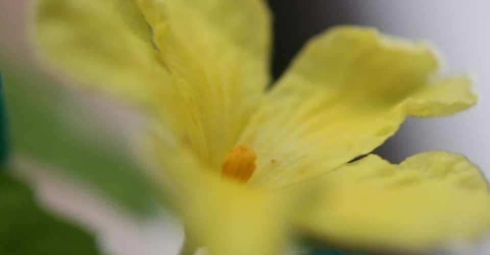 ゴーヤの開花を連続撮影 タイムラプス動画にしてみた Yasu Note