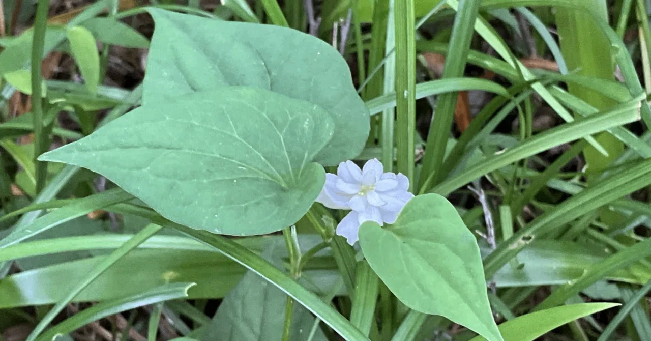 消えた2本の八重ドクダミ（京都府立植物園）：2026年6月17日（水