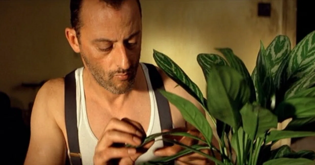 Leon, who said he had 'no roots,' had a plant that did｜草木のひみつ研究室