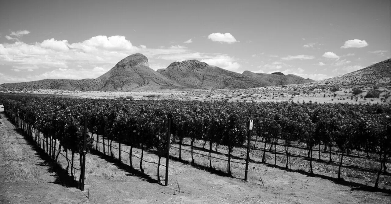 Discover Arizona’s Hidden Wine Country: A Desert Surprise