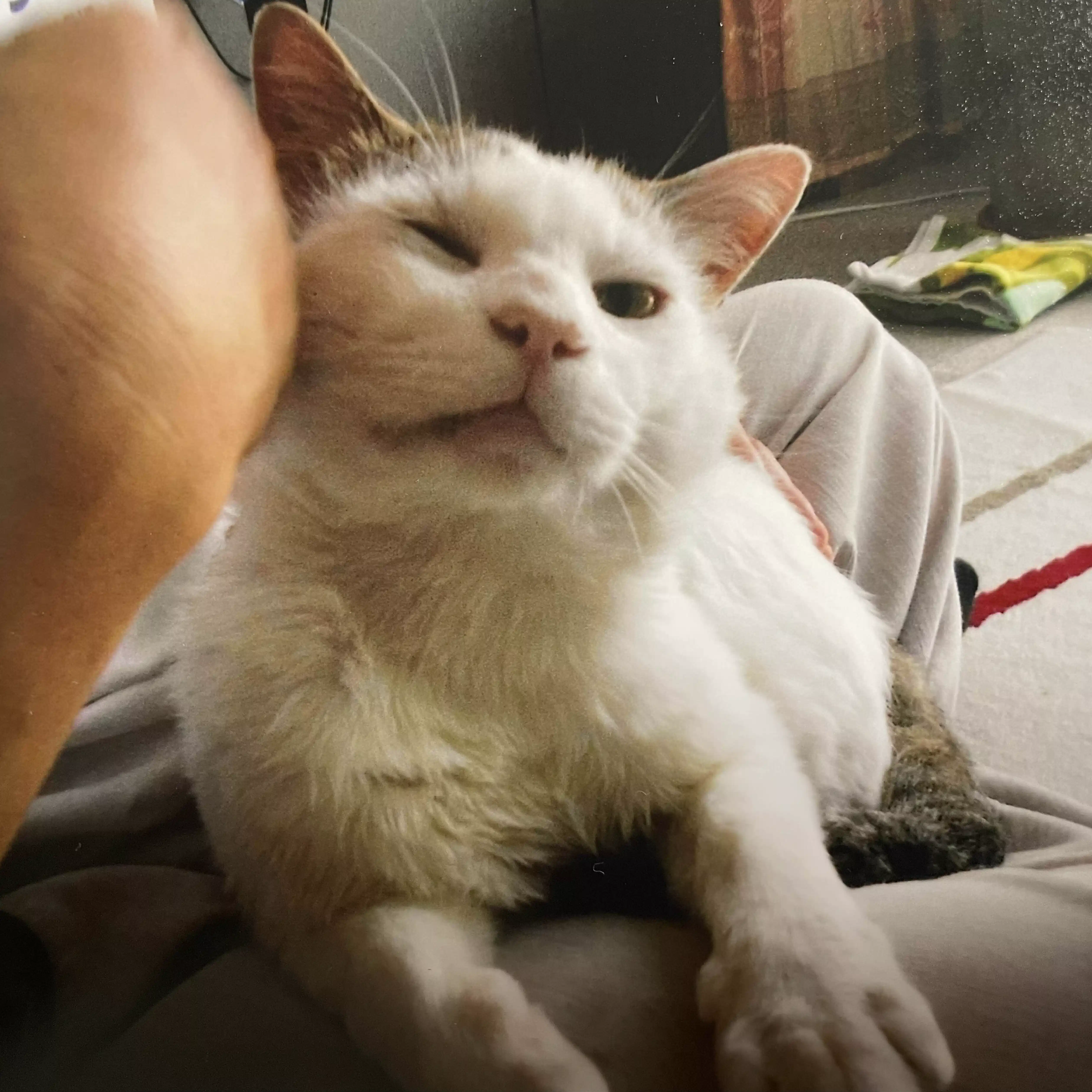 猫好き鍼灸師のゆる〜く今日も