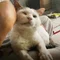 猫好き鍼灸師のゆる〜く今日も