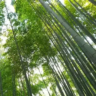 くまのみやび