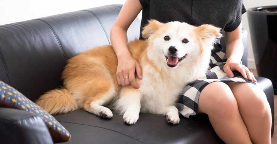 一人暮らしでも保護動物の里親になりたかった 1 保護犬を迎えて レベラ Lebera Note