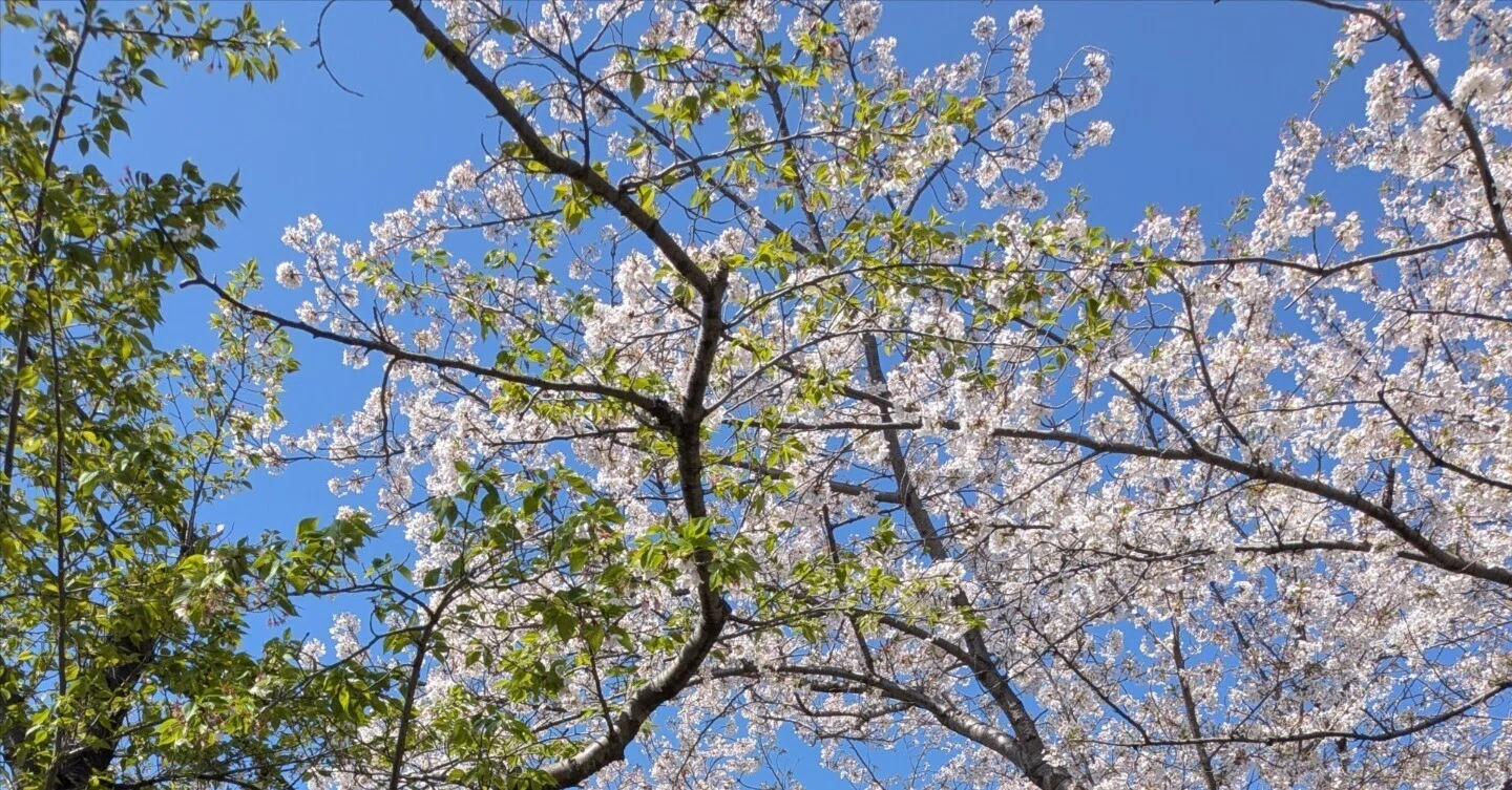 新大学生がえぐストレスな4月＆サクセスクリニック成績公開｜浪人に