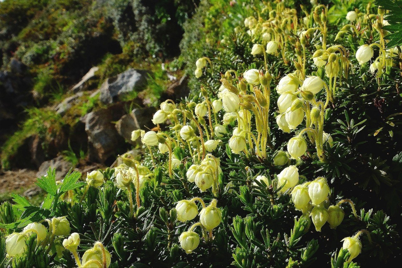 優しい色の花 アオノツガザクラ Hhaannaaiihh Note 優しい色の花 アオノツガザクラ Hhaannaaiihh Note