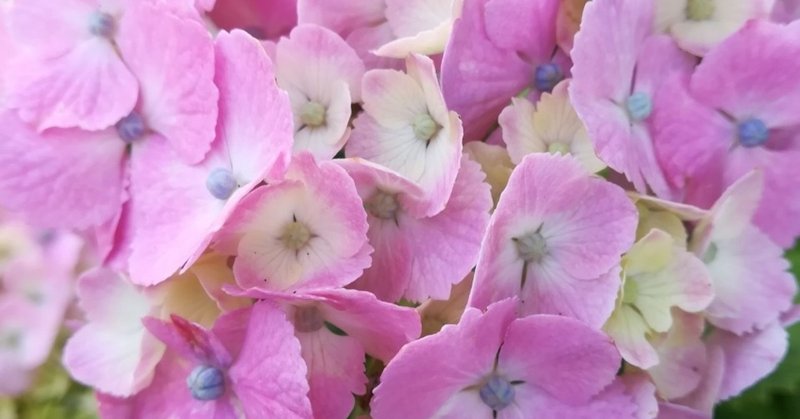 雄花と雌花 の新着タグ記事一覧 Note つくる つながる とどける