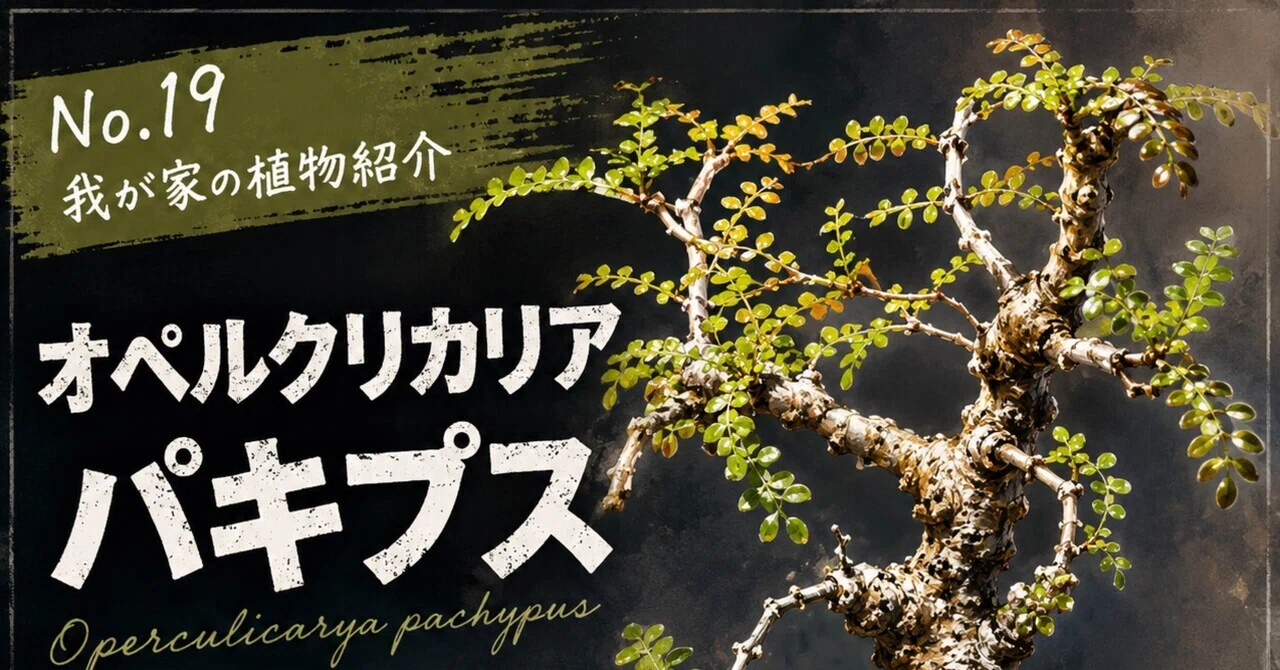 No.19 我が家の植物紹介「オペルクリカリア・パキプス」｜マキ爬虫類