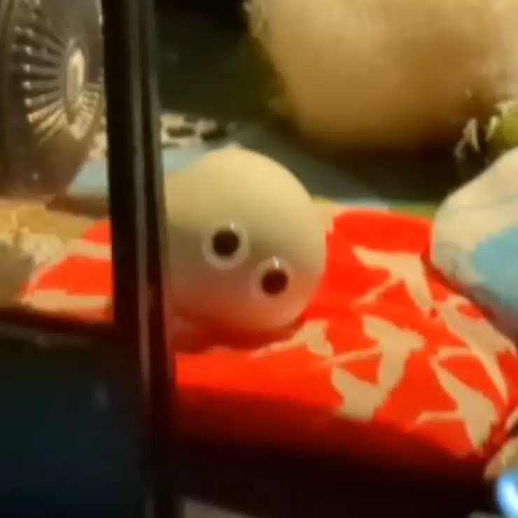 しらたまとまわりみち