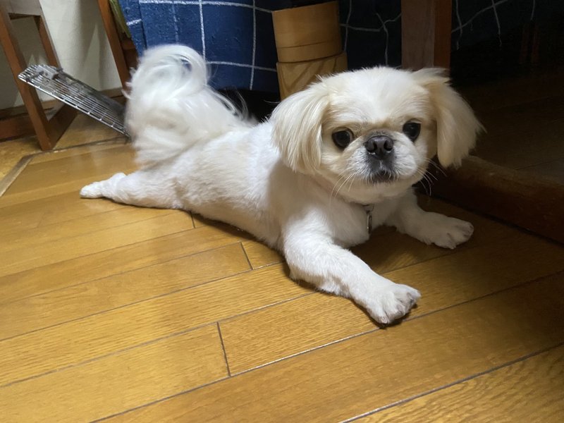 わんちゃんを室内で飼うなら室内フリーがオススメです ドッグライフサポーター 獅子パパ Note わんちゃんを室内で飼うなら室内フリーがオススメです ドッグライフサポーター 獅子パパ Note