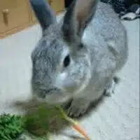 あろー