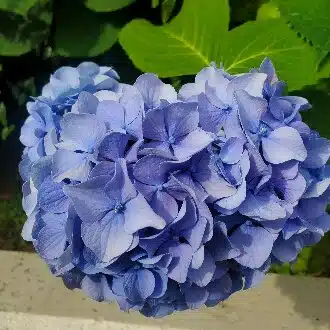 むぎ
