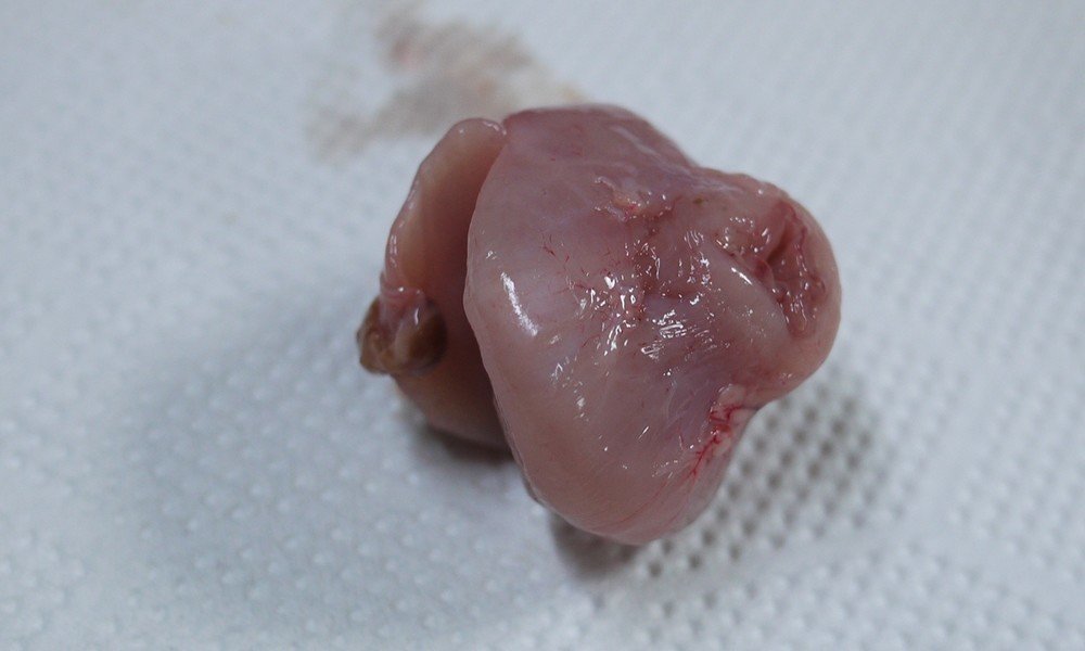 鯔がきらめく 浅瀬は春 2 鯔を愛する男 Note 鯔がきらめく 浅瀬は春 2 鯔を愛する男 Note