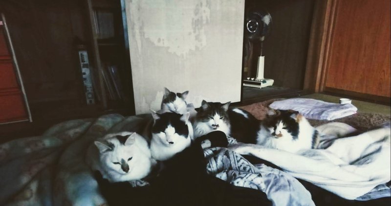 猫とくらせば 言葉が通じない 大見謝じゃみお Note