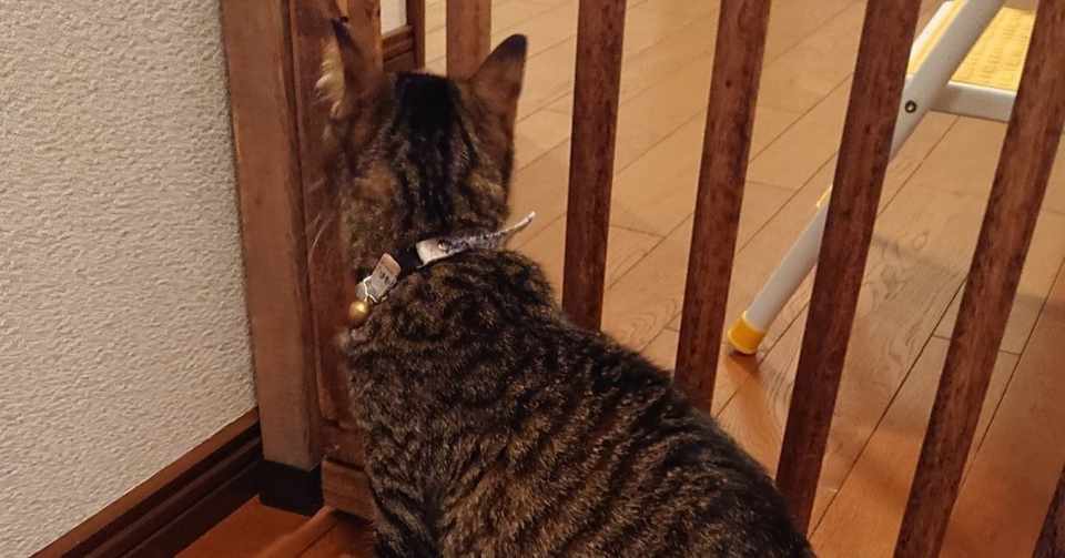 猫脱走防止扉を作ってみた キャットハウスまいける Note