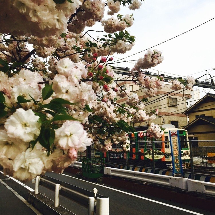 散歩中に見つけた遅咲きの桜と路面電車。普賢象桜かな。