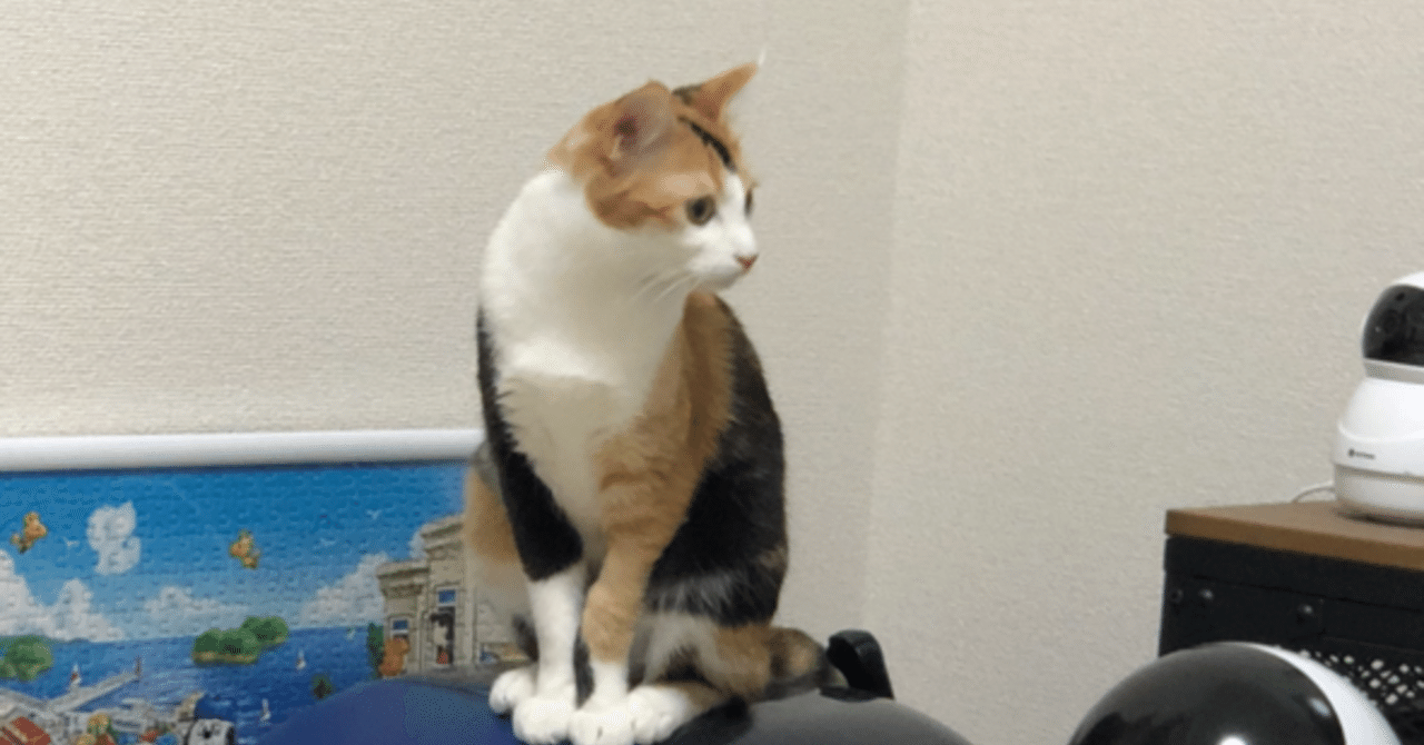 猫の水飲む器は絶対に 猫壱 がおすすめ みやびちゃん寝る Note