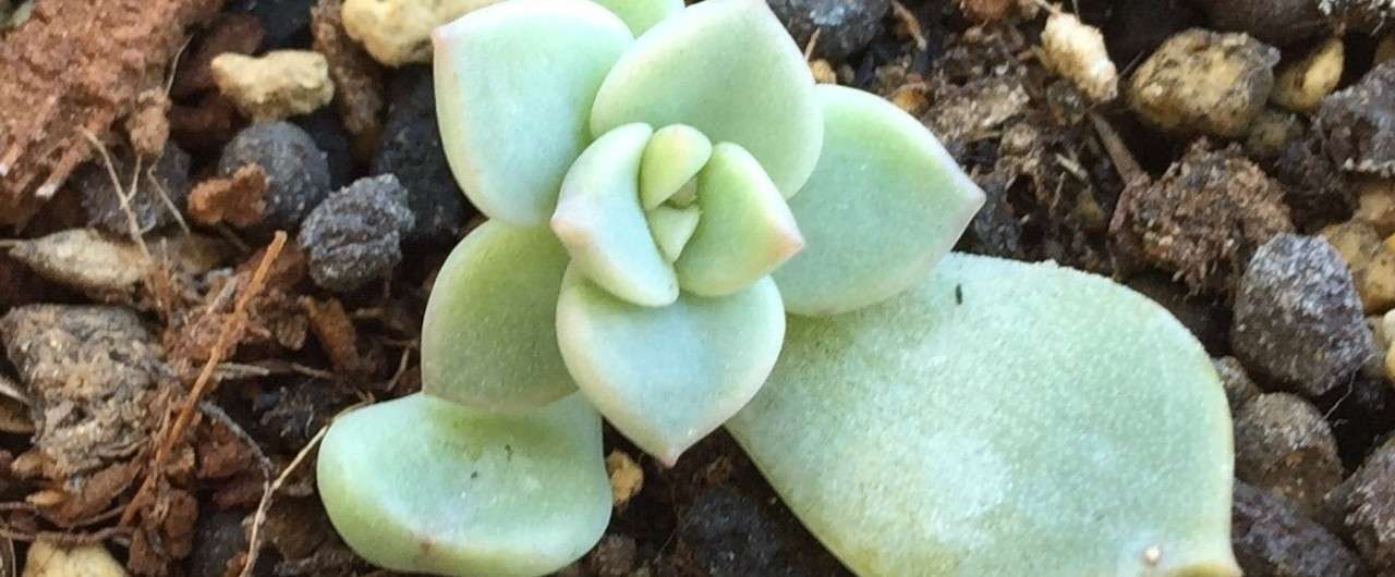 多肉ちゃん 14 Kiy3 Note