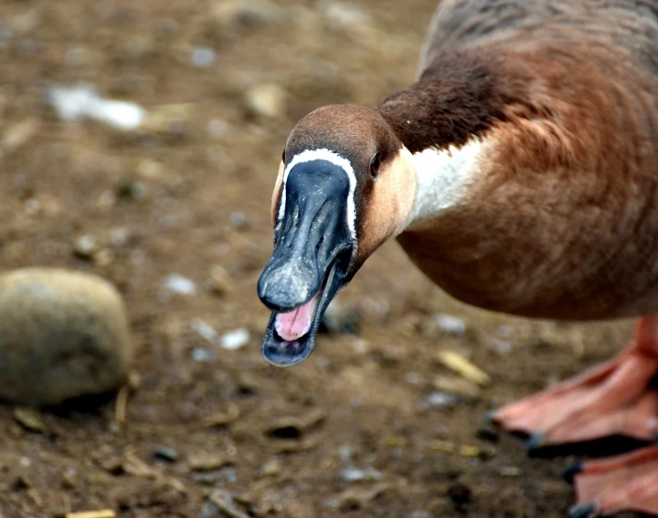 サカツラガン カモ目カモ科 Hirahiranote Note サカツラガン カモ目カモ科 Hirahiranote Note