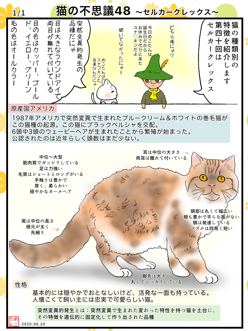 猫の不思議48 セルカークレックス めこたん 漫画 イラスト Note