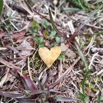 はなはるり