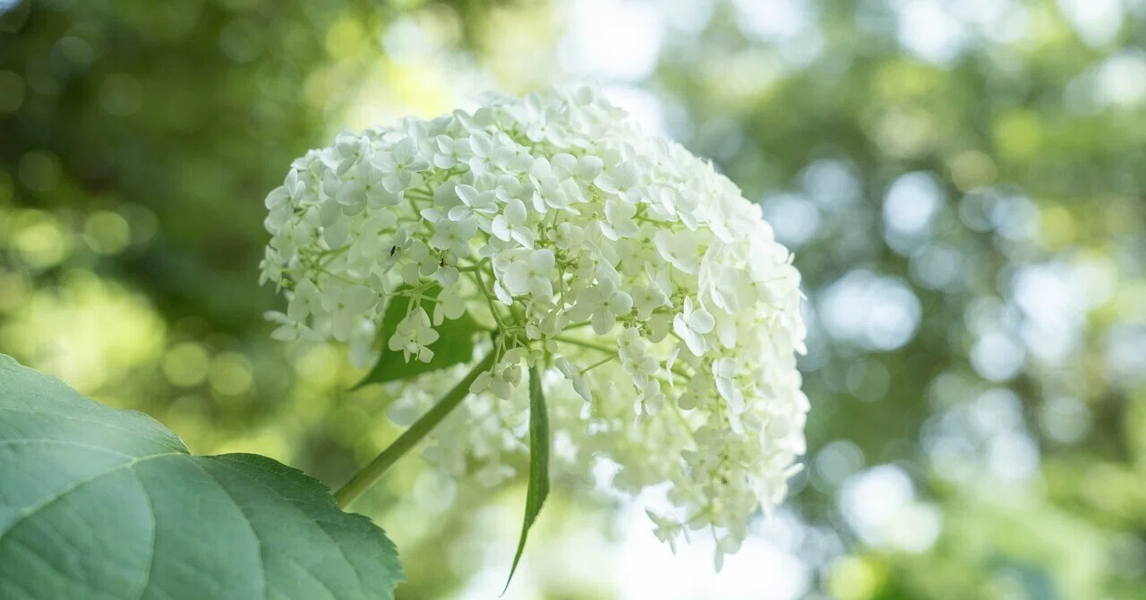 紫陽花の季節なのにカメラがない！｜hana