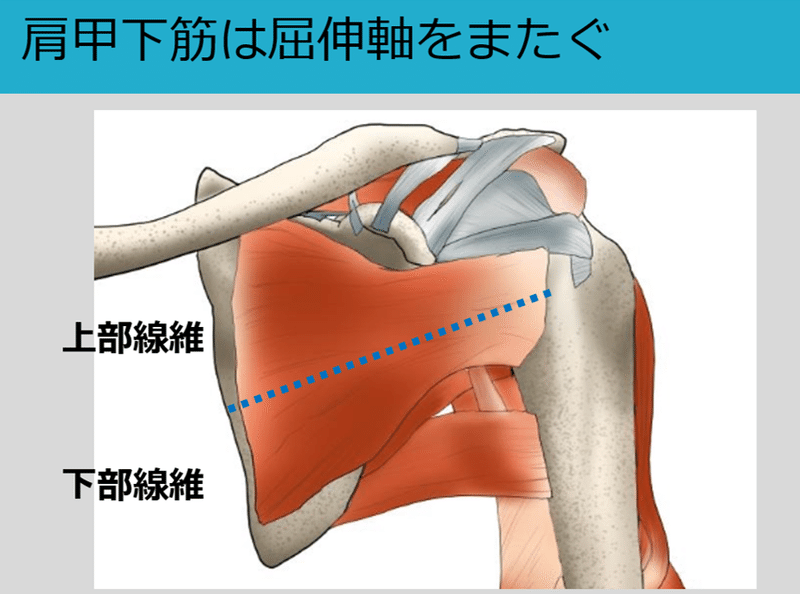 肩甲下筋 肩関節への影響 Y K Note