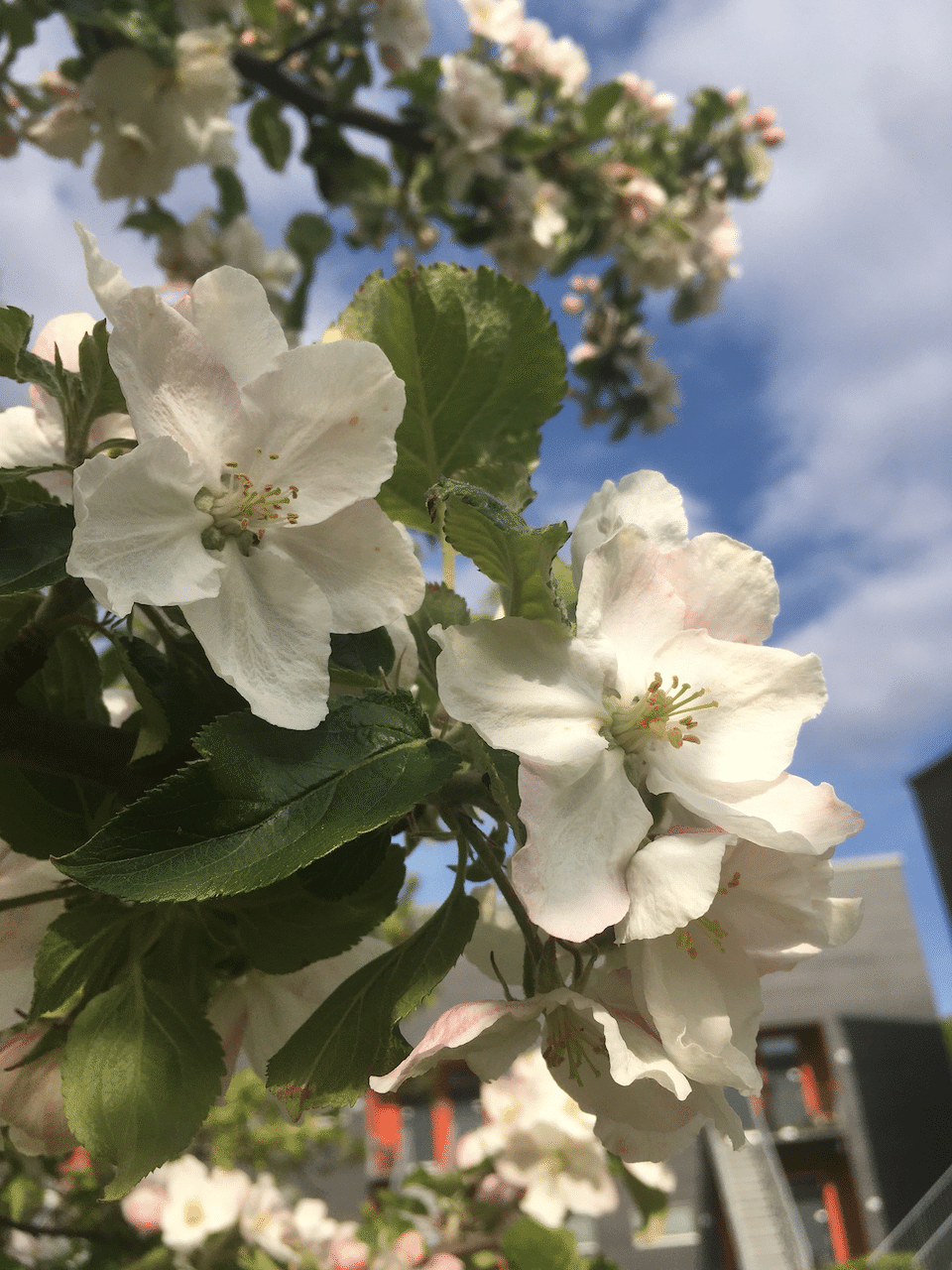 蕾はピンク色なのに、花は白色なんですね。不思議。(5月9日撮影) 画像7