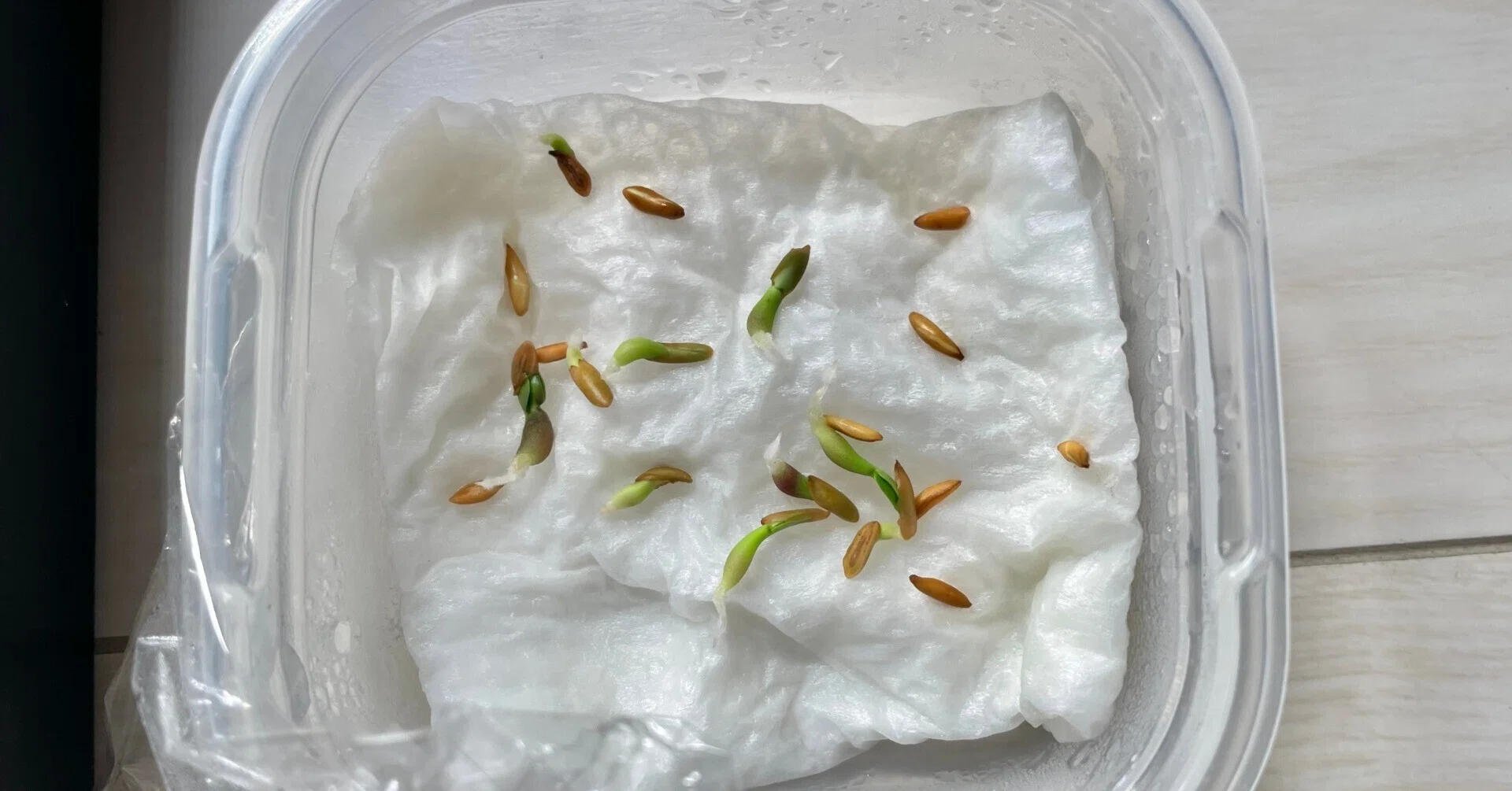 100均で揃う！グラキリスを発芽させるまでの手順。｜マルプランツ