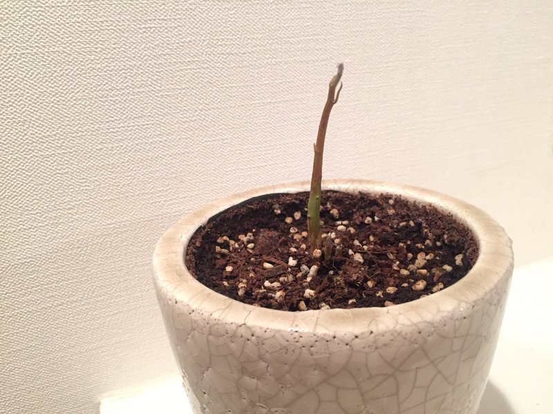 アボカドの種 の定番タグ記事一覧 Note つくる つながる とどける